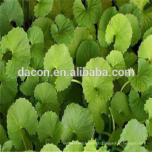 Centella Asiatica Extrait poudre 4: 1 10: 1 etc.